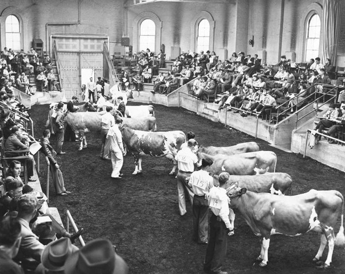 Stock Judging Pavilion interior 1940s