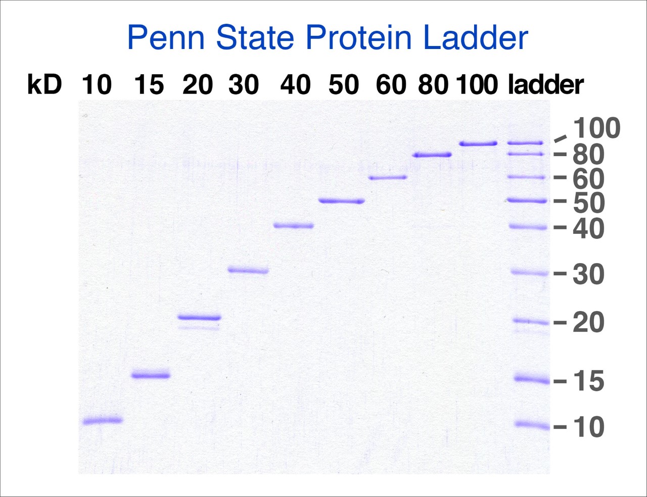 The Penn State Protein Ladder after protein electrophoresis and staining with Coomassie Blue dye