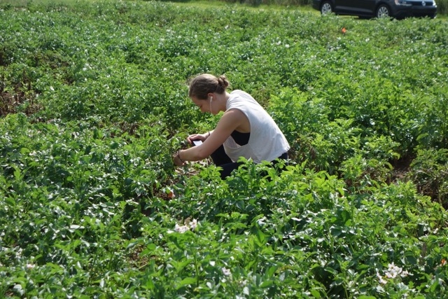 potato field Rock Springs