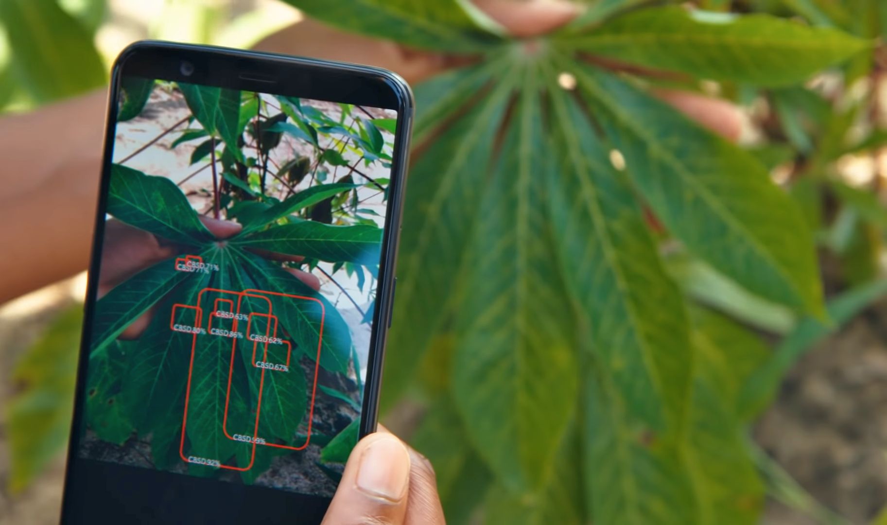 PlantVillage Nuru scanning cassava