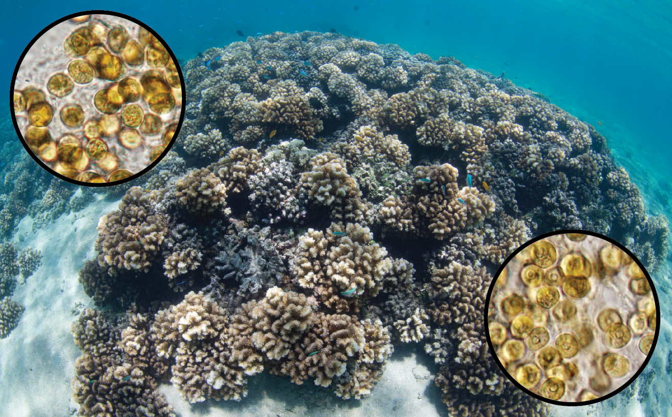 Coral head with two circular insets showing microscopic symbiotic algae