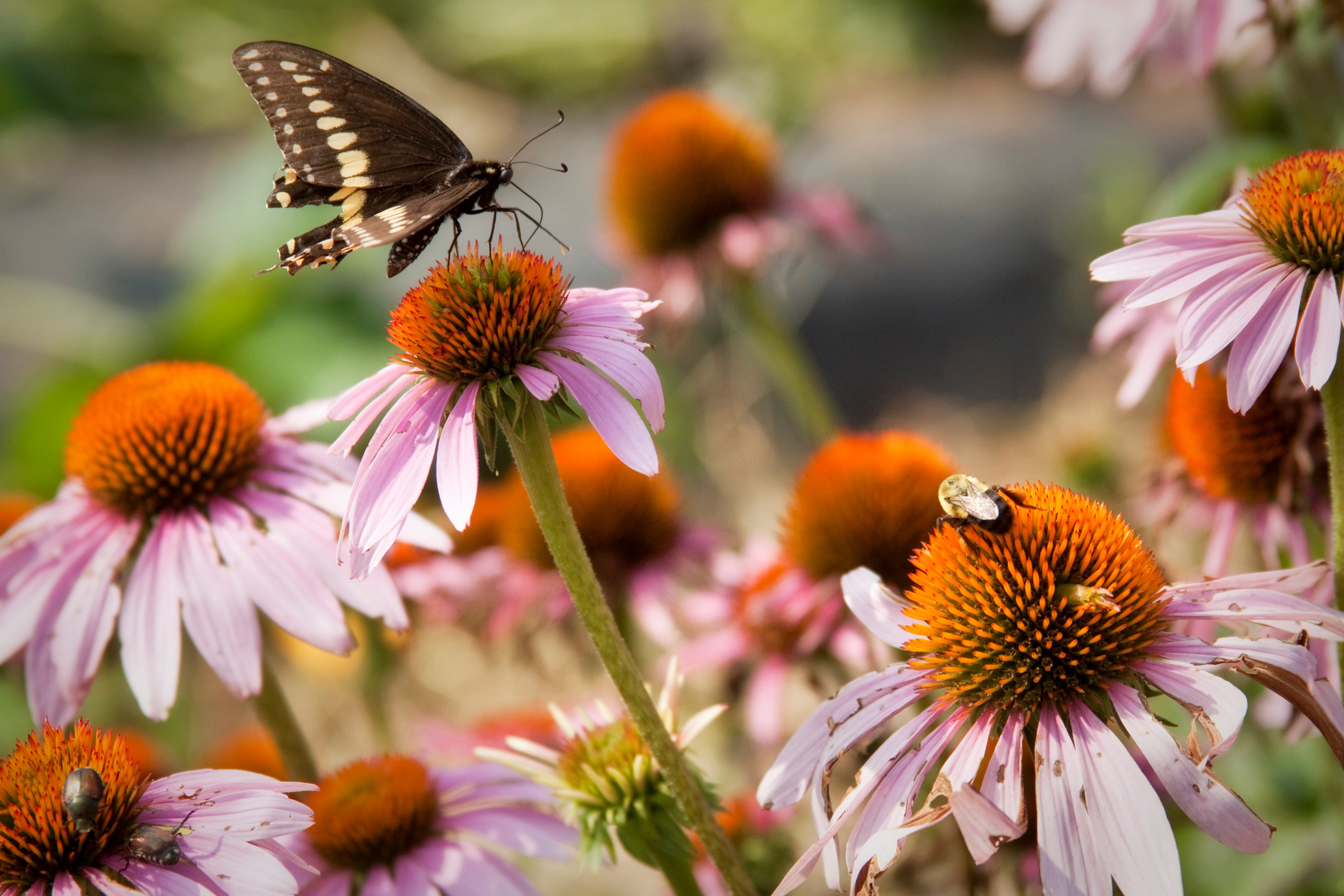 Solar farm pollinator project