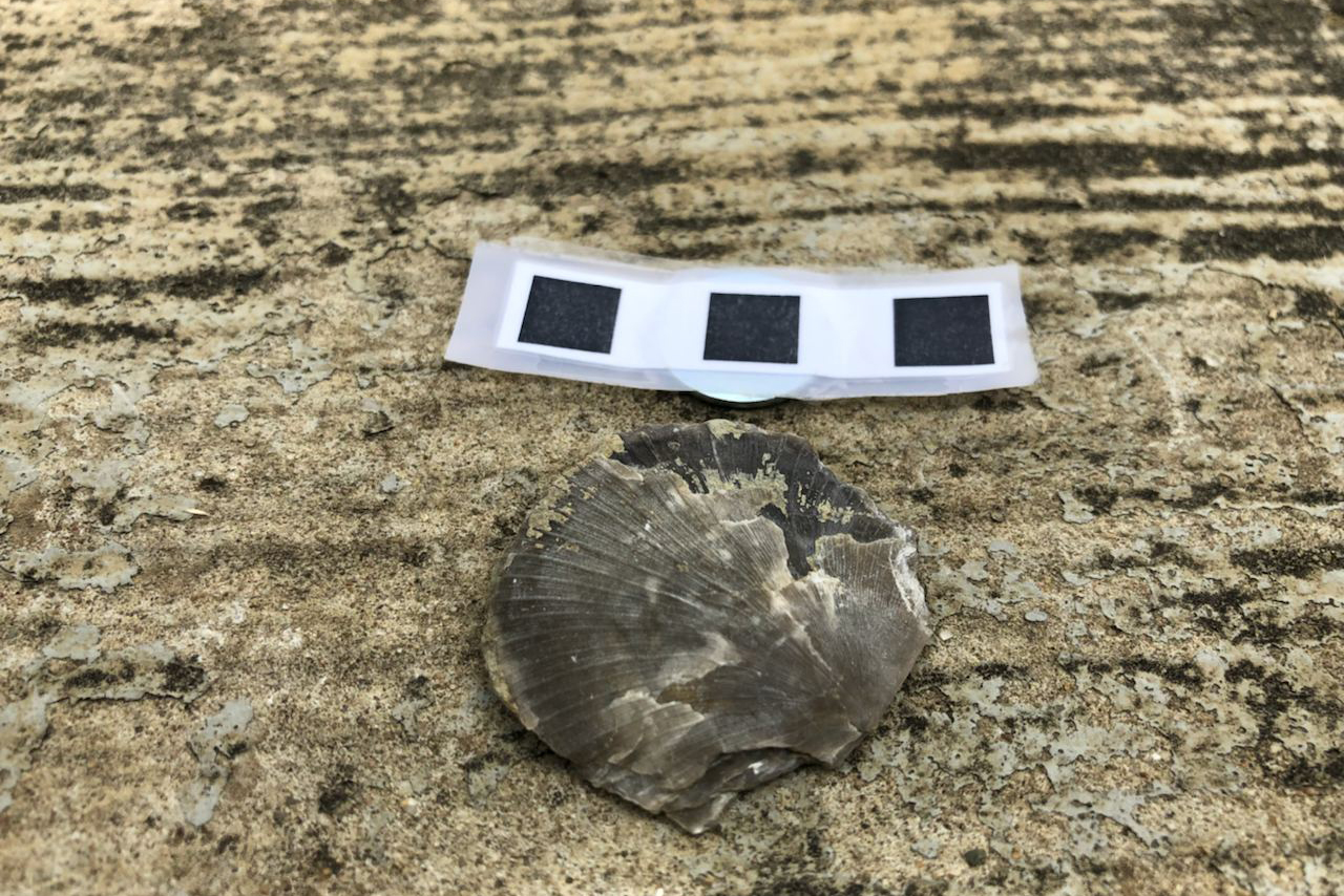 A close-up shot of Rafinesquina, an ancient genus of brachiopod belonging to order Strophomenida