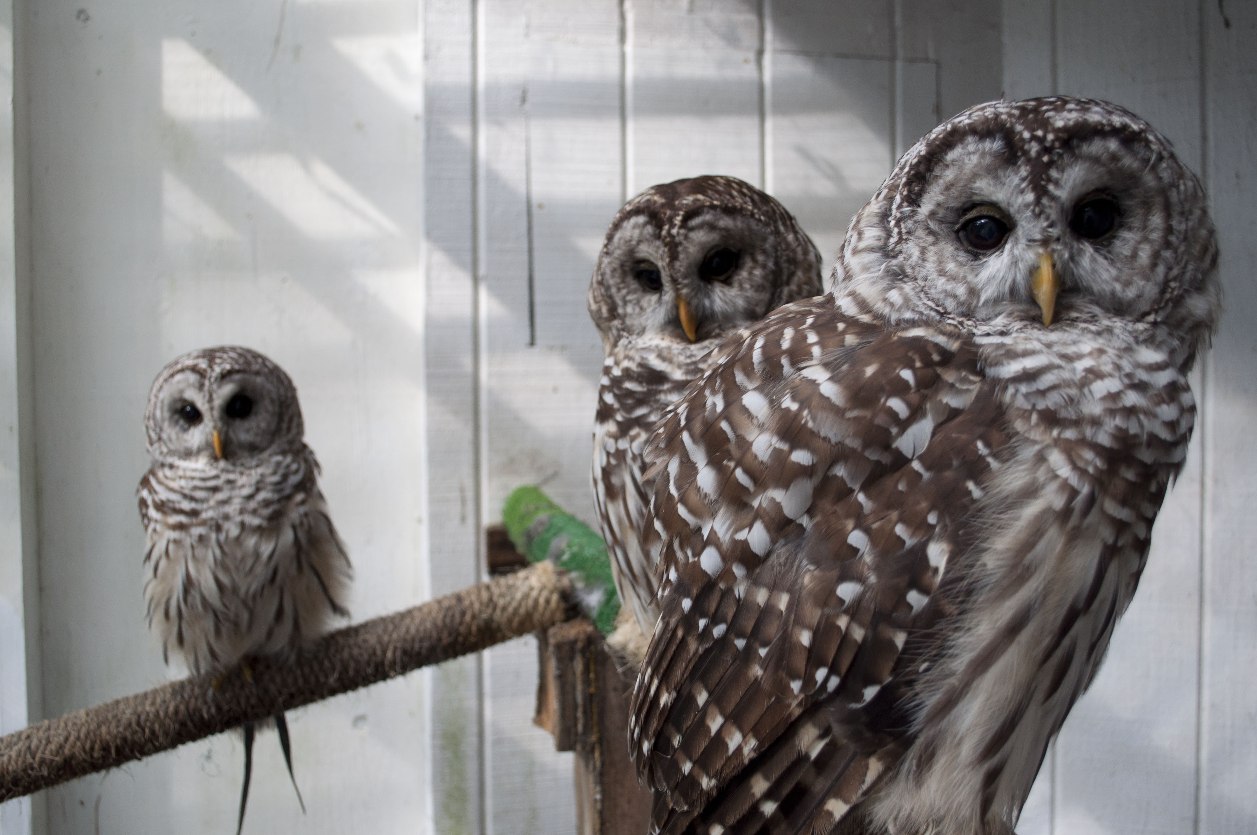 Barred owls