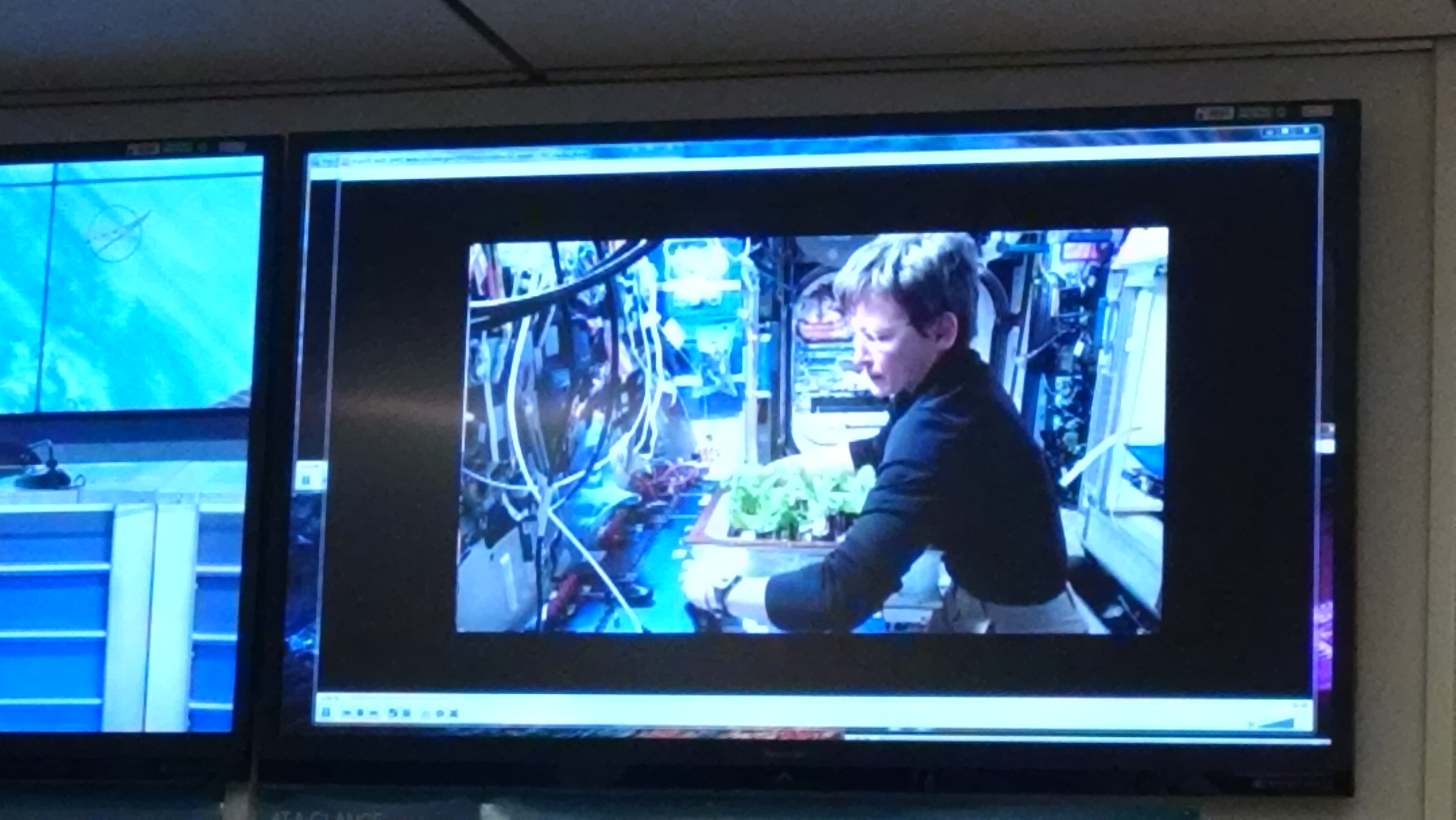 Harvesting cabbage at NASA