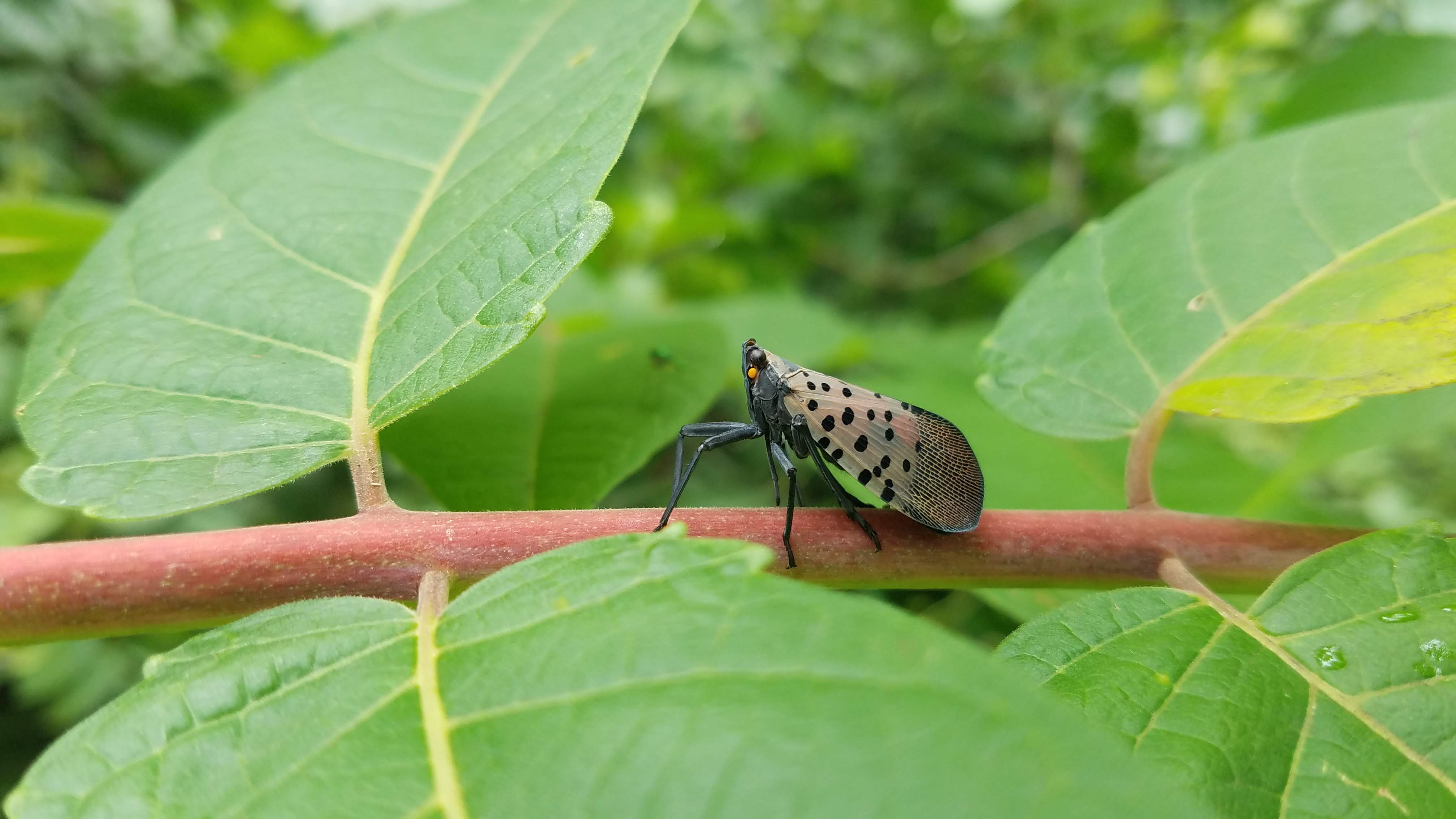 SLF on branch