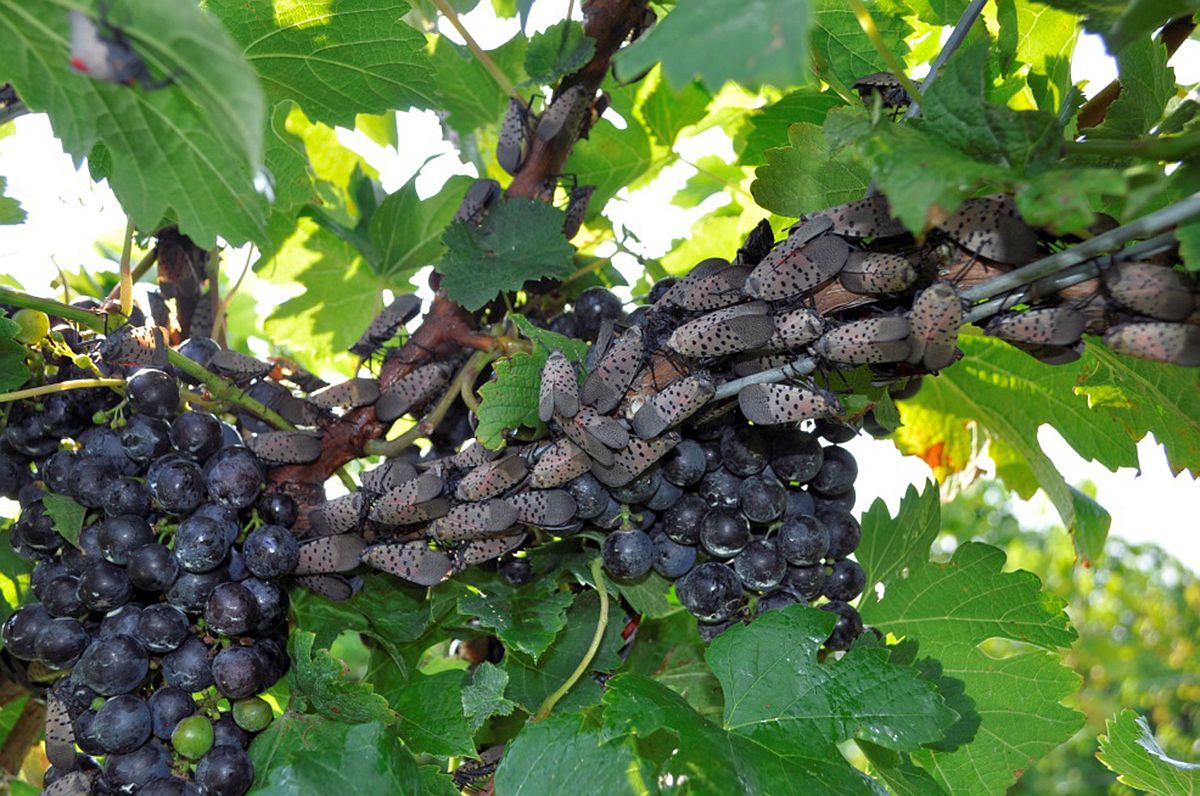 Spotted lanternflies on grapevine