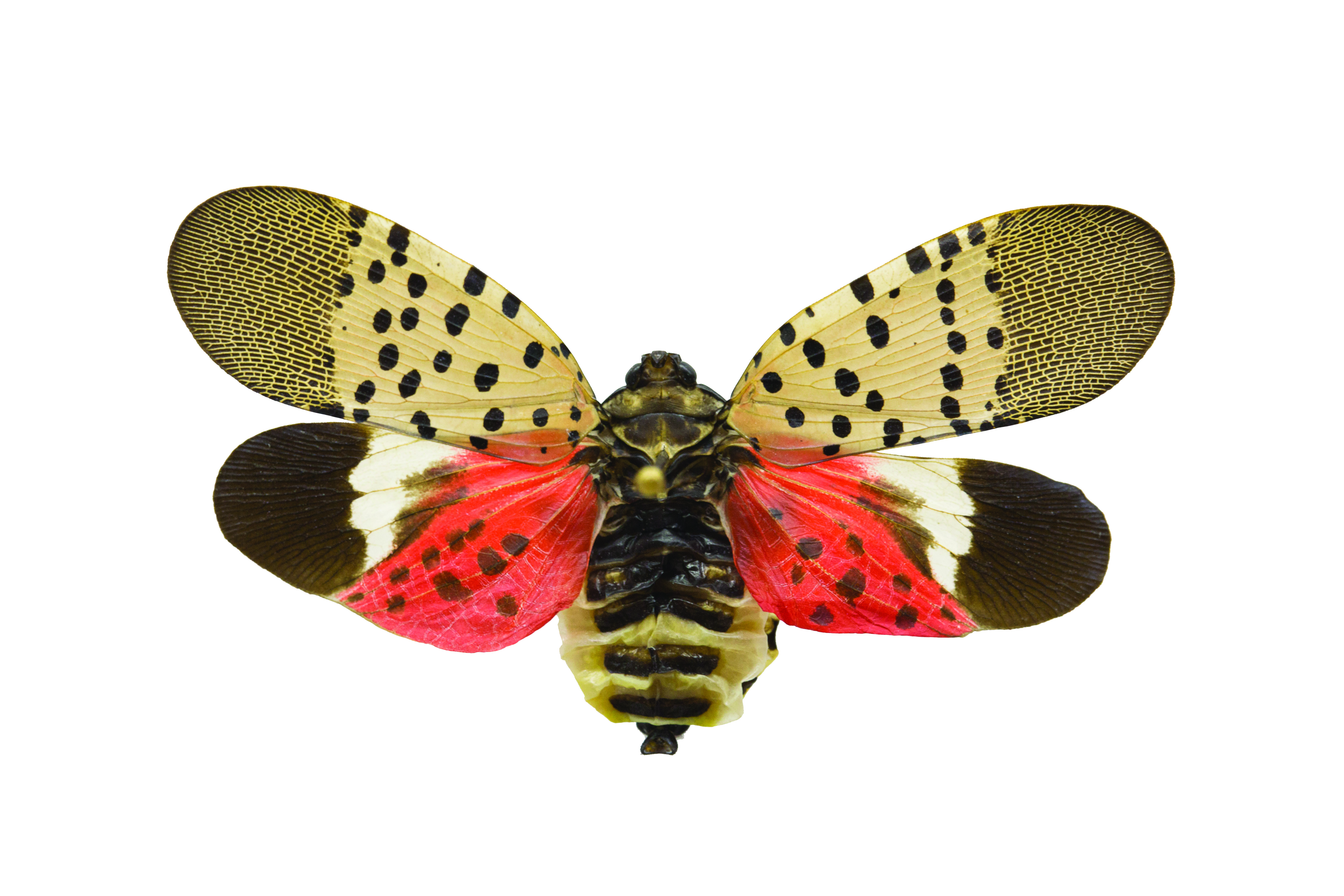 Spotted Lanternfly wing spread