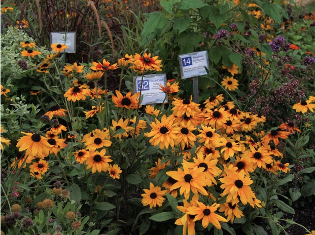 Ag Progress Days flowers