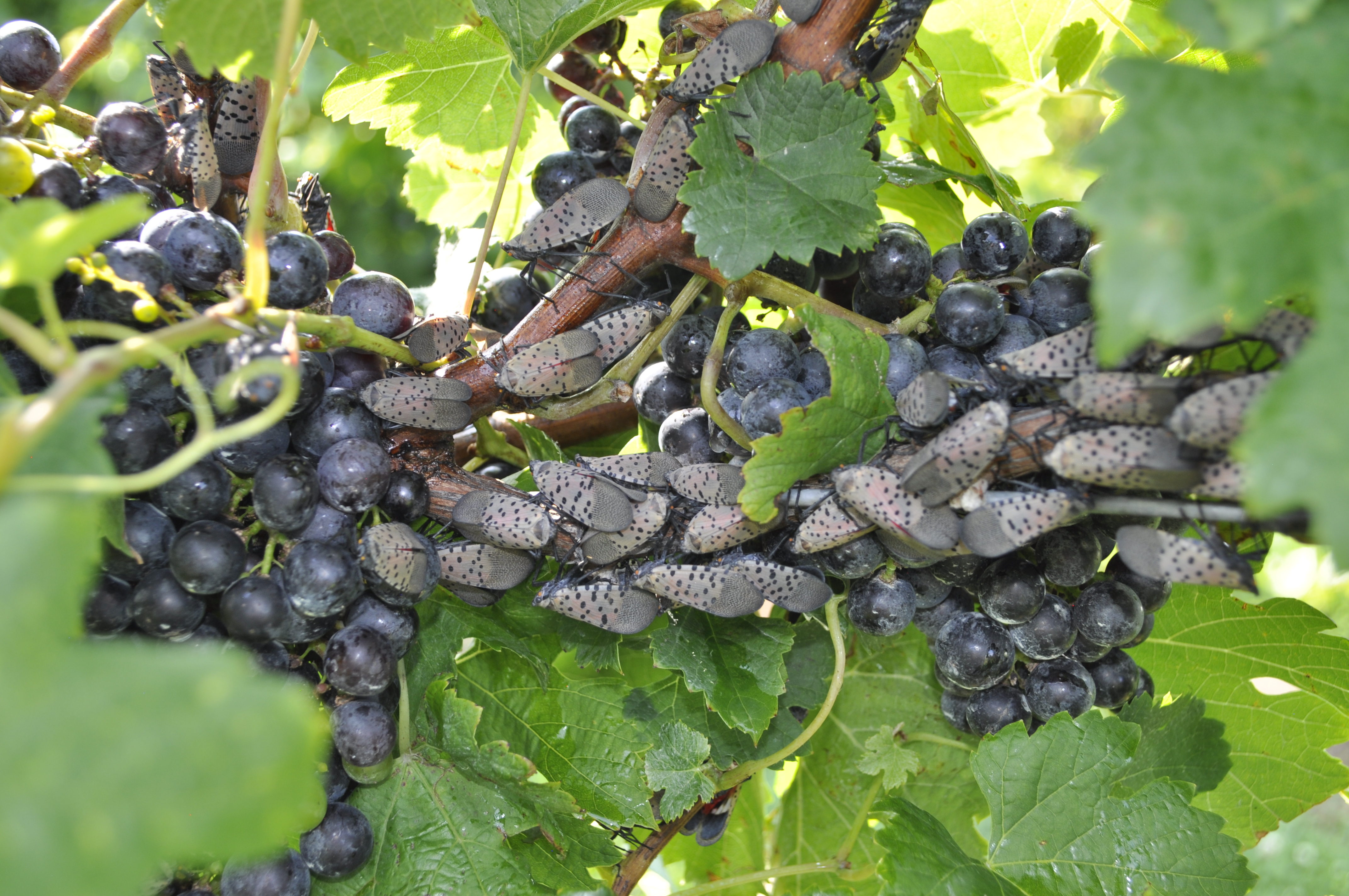 spotted lanternfly on vines