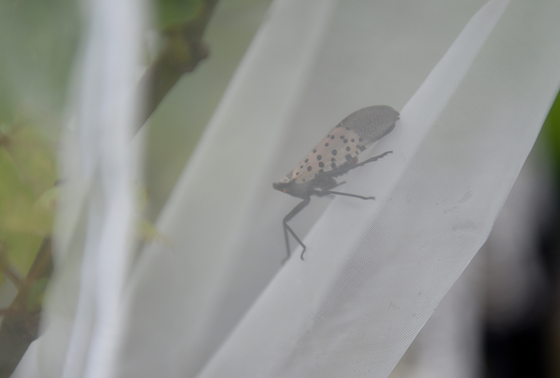 Spotted Lantern Fly