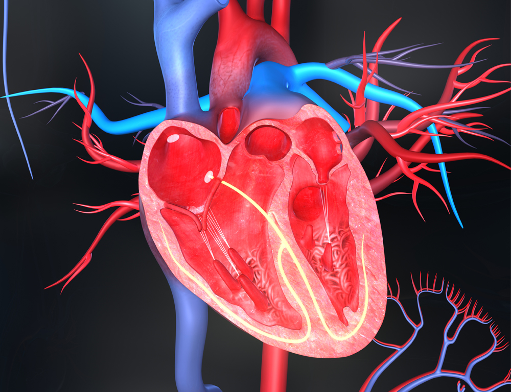 A graphic render of a cross-section of a human heart. The heart and some nearby arteries are red, while other arteries are pictured as blue.