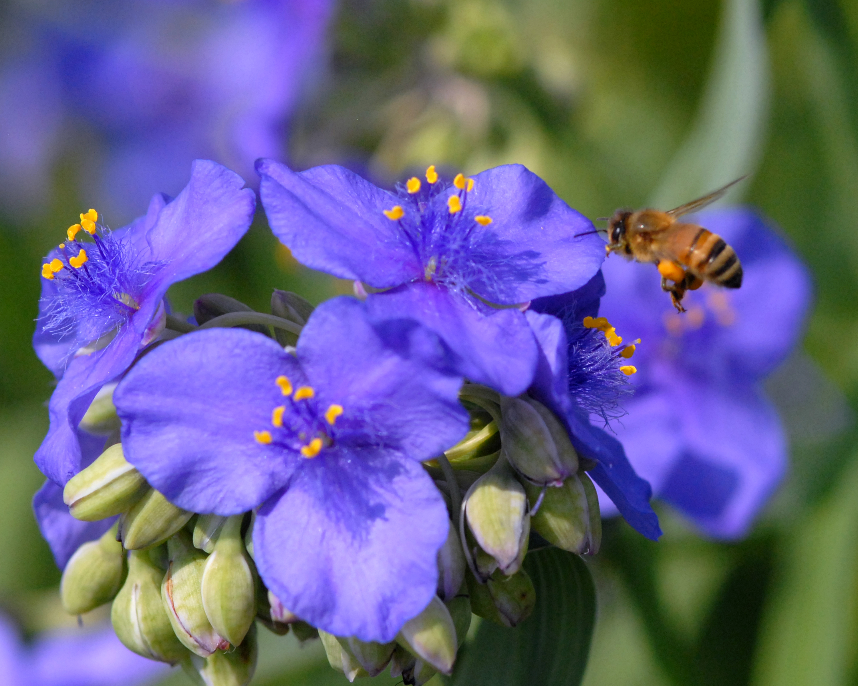 Spiderwort and bee