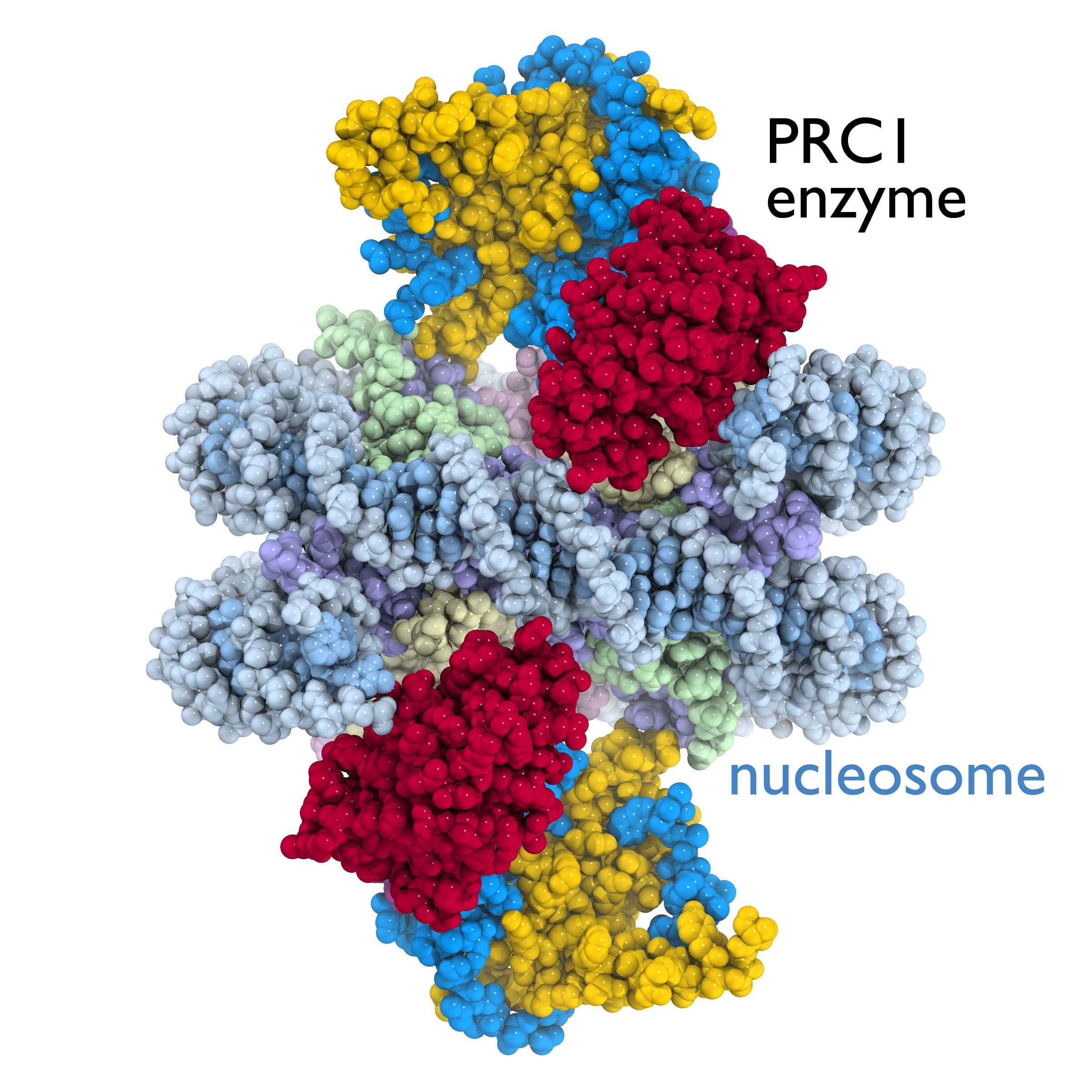 PRCI/nucleosome crystal structure