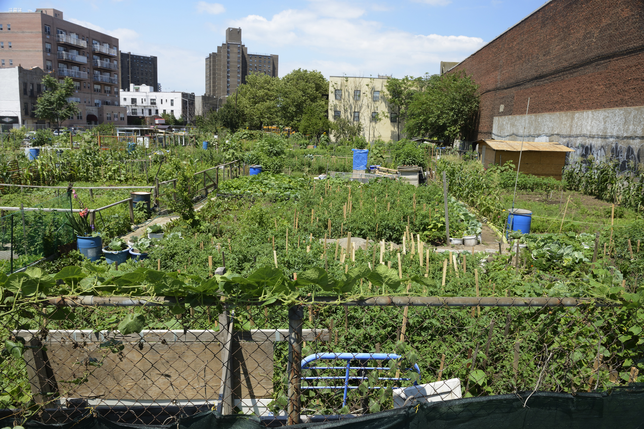 food growing plot