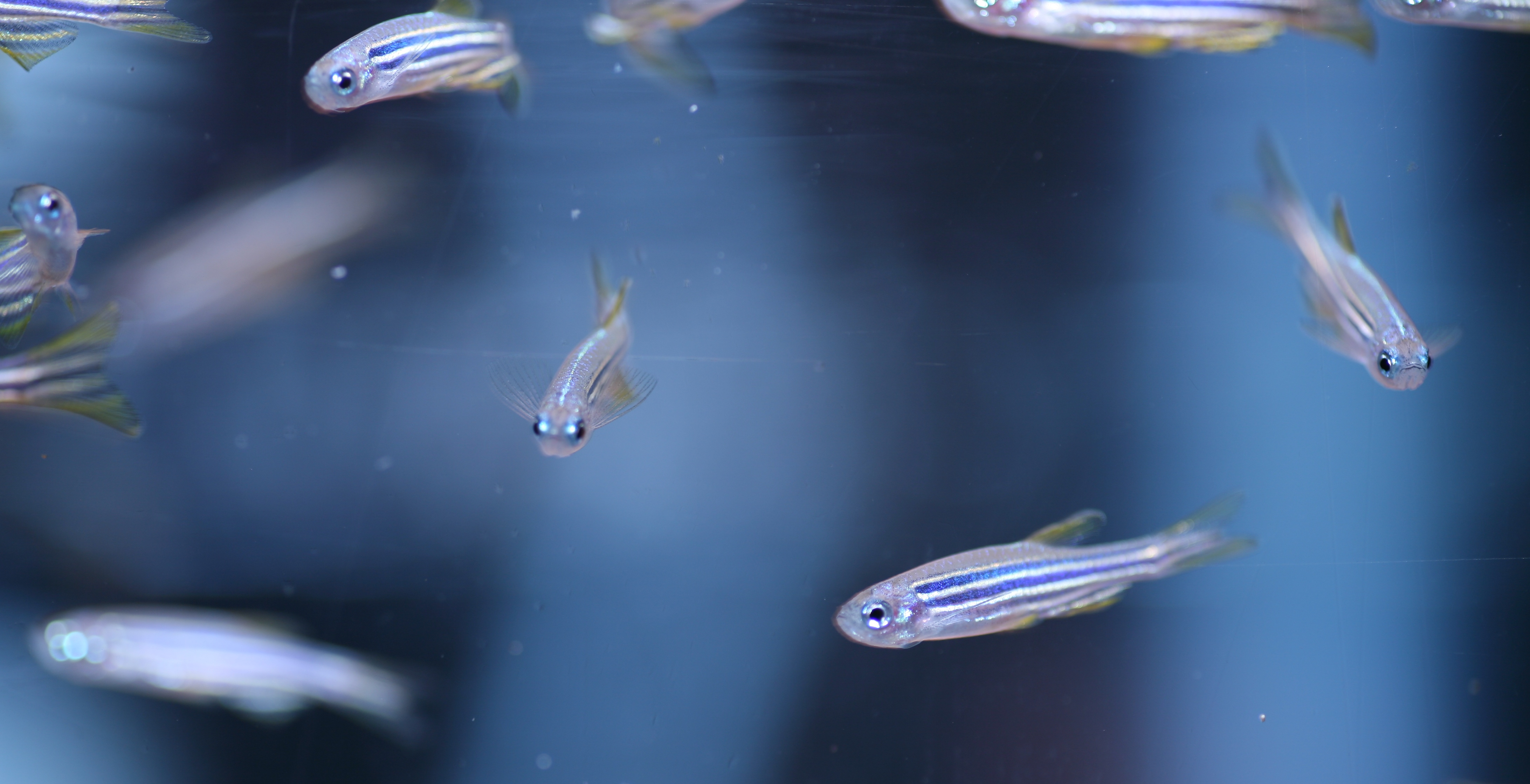 zebrafish