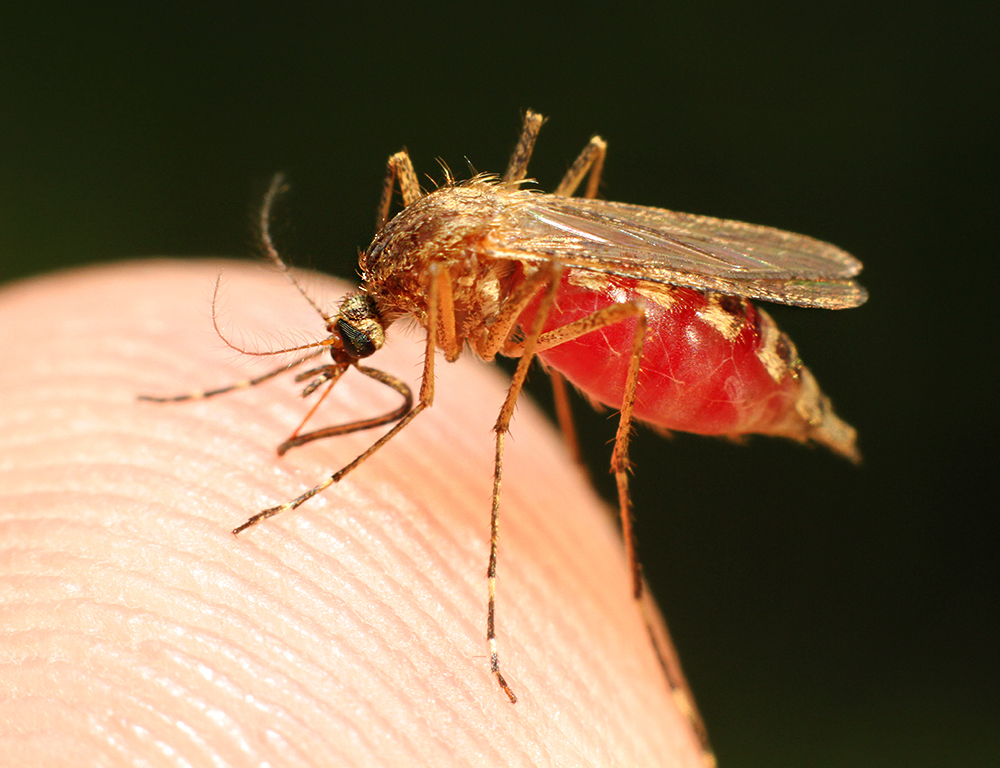 A close-up of a mosquito on a human fingertip.