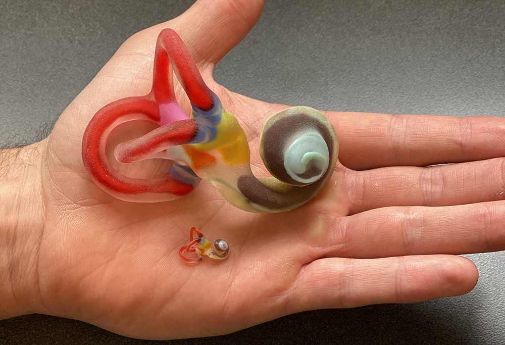 A tiny, multicolored model of the human inner ear sits in a man's hand, next to same model but 10 times the size. 