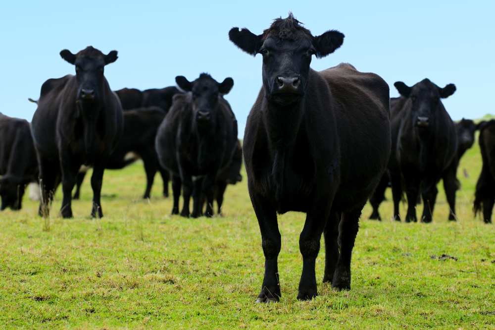 black angus cattle