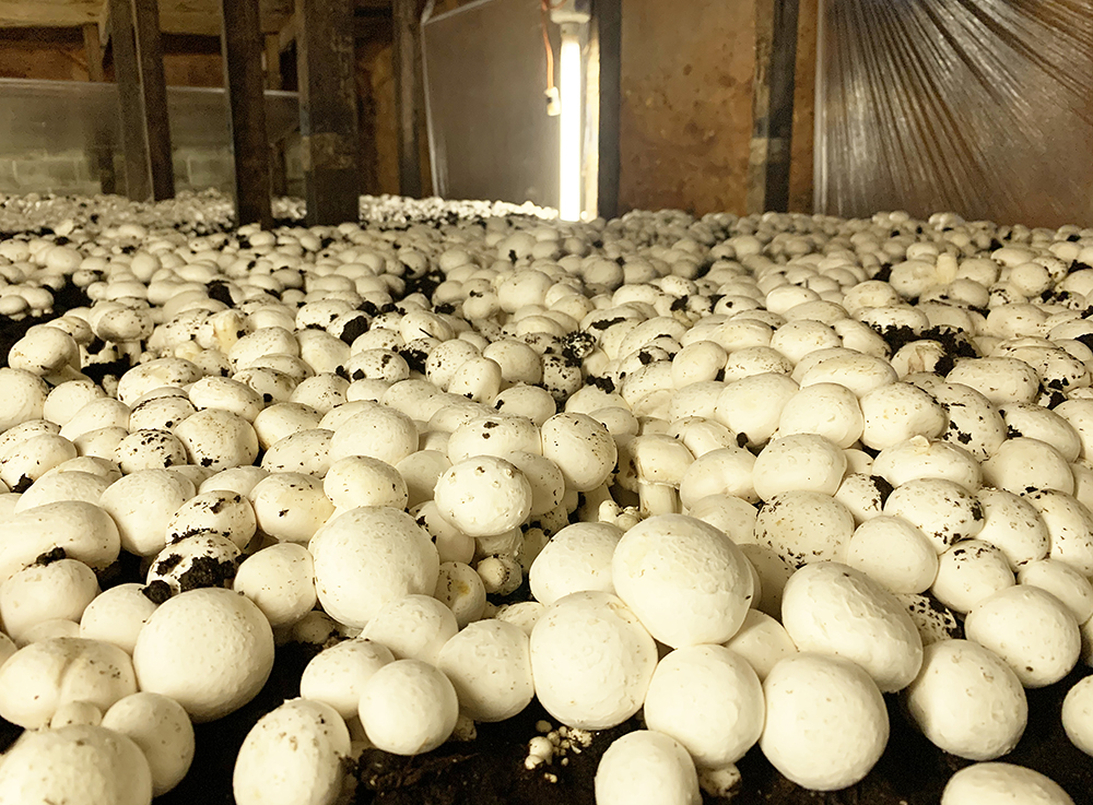 mushroom growing room