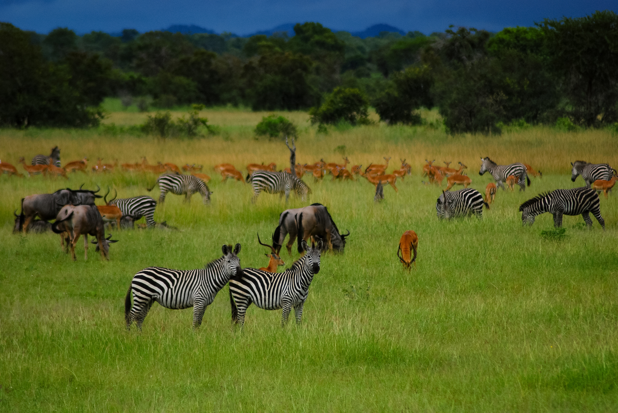 Animals grazing on a plain