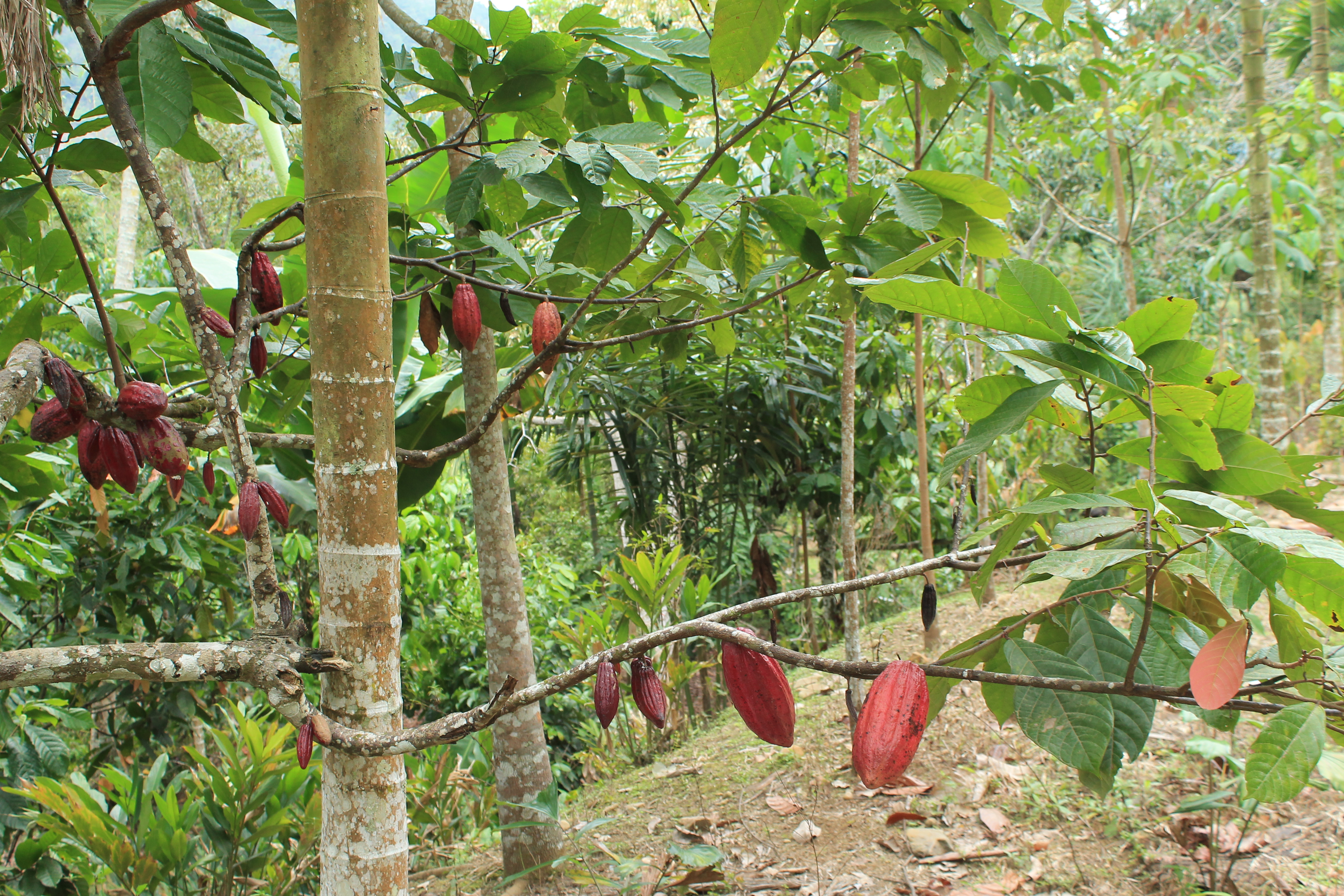 cacao pods