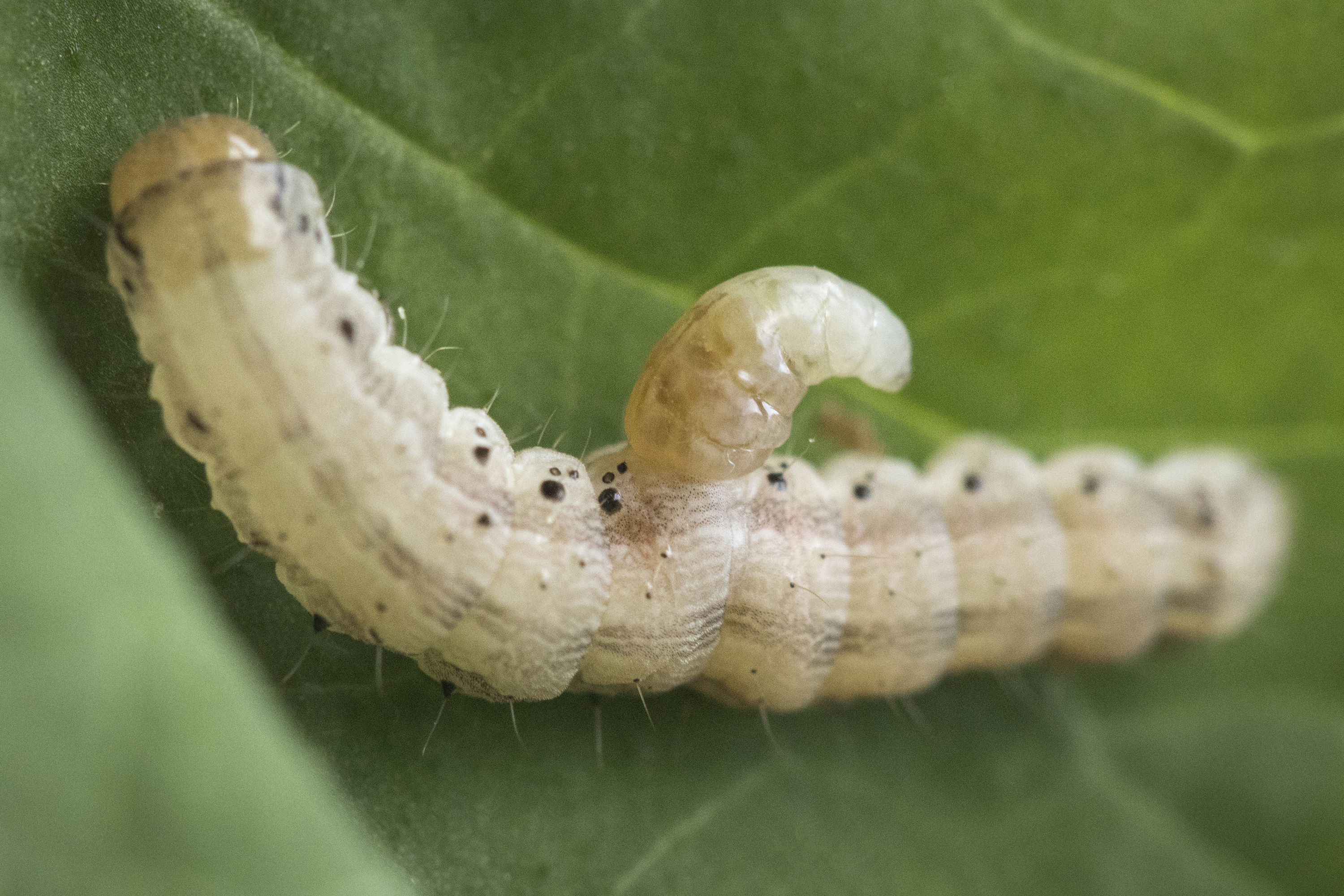 caterpillar with a larval parasite coming out of its side