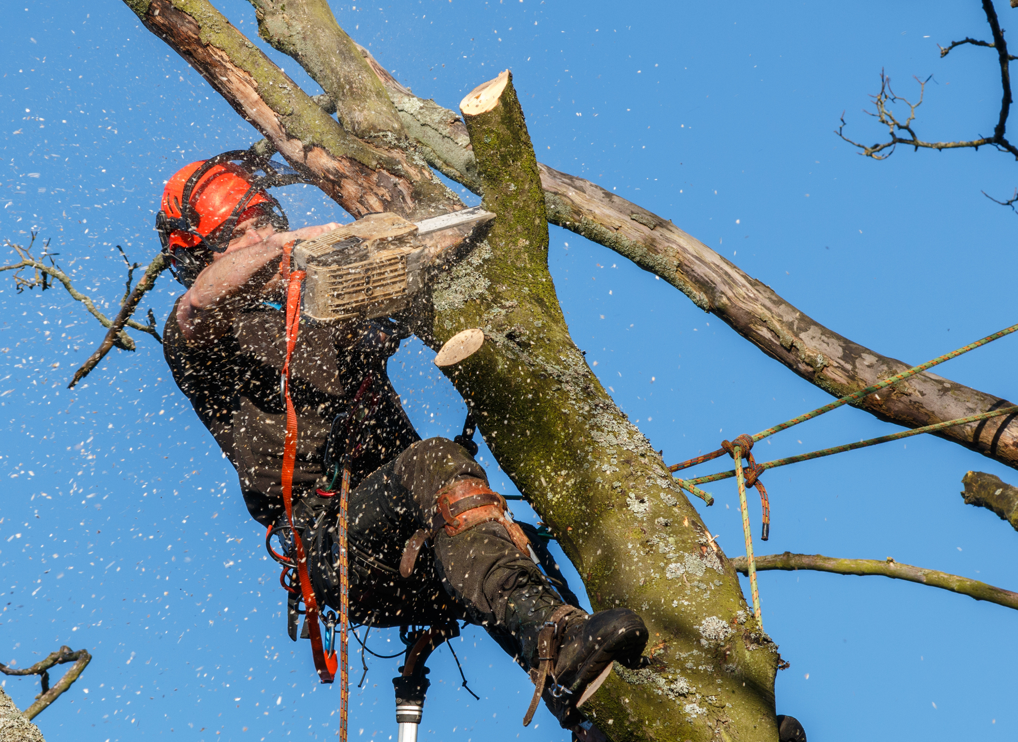 sawdust flying