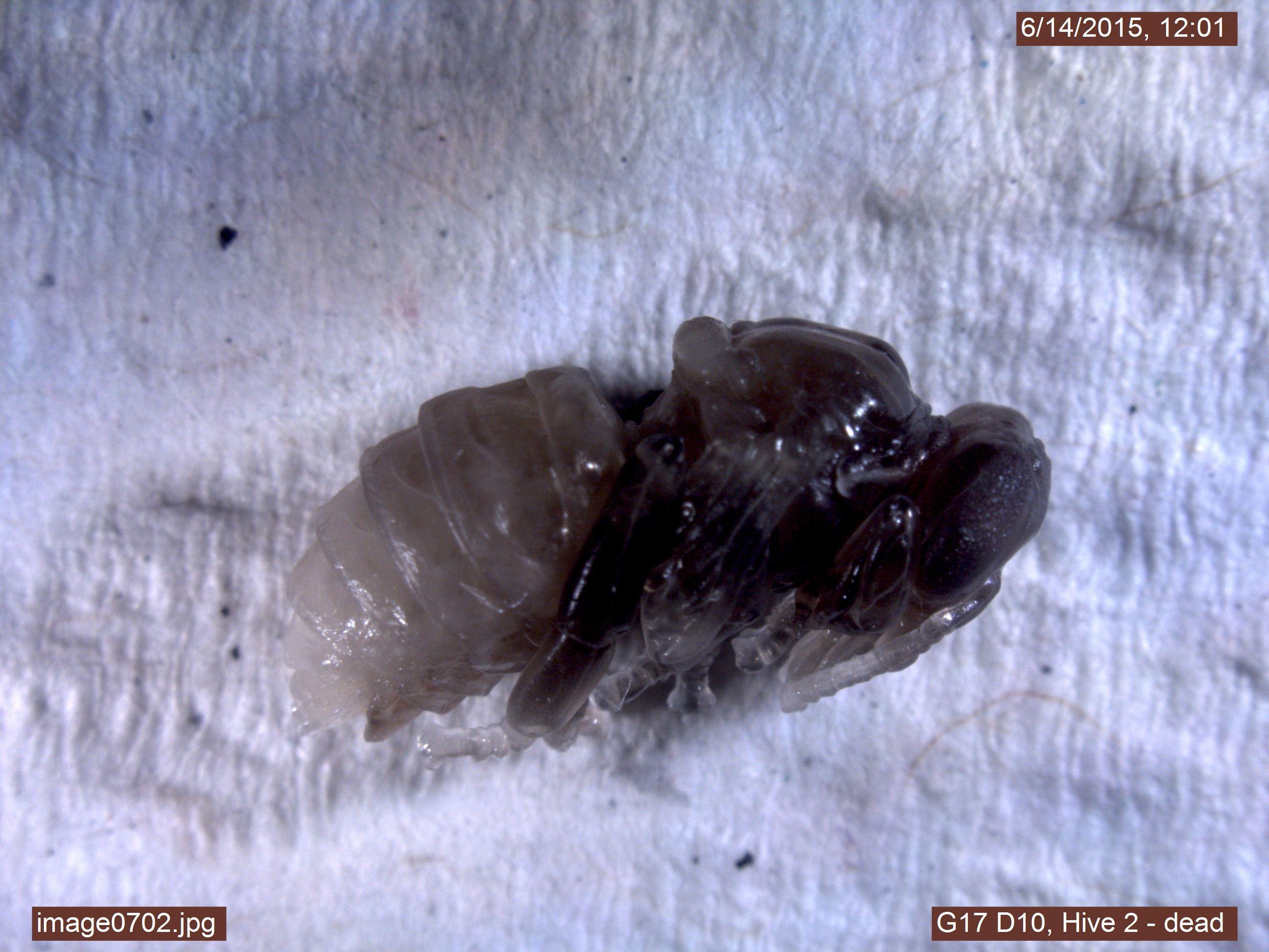 dead pupa