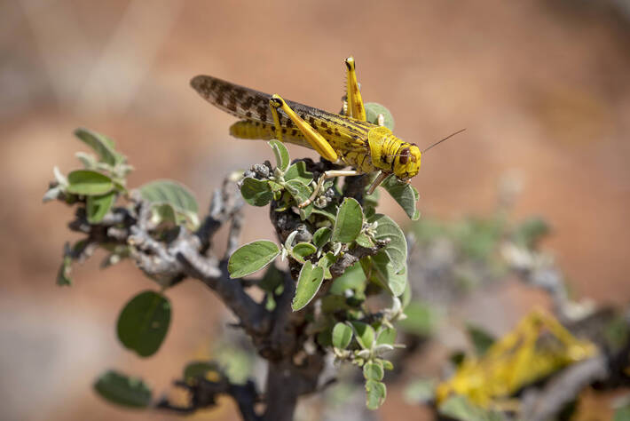 Desert Locust