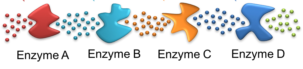 series of enzymes and substrates