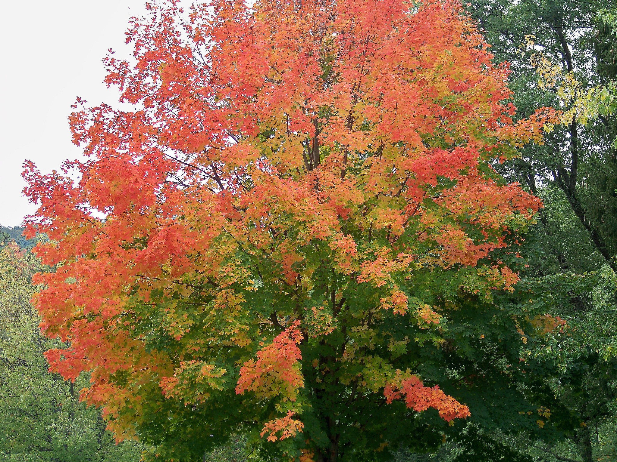 fall foliage