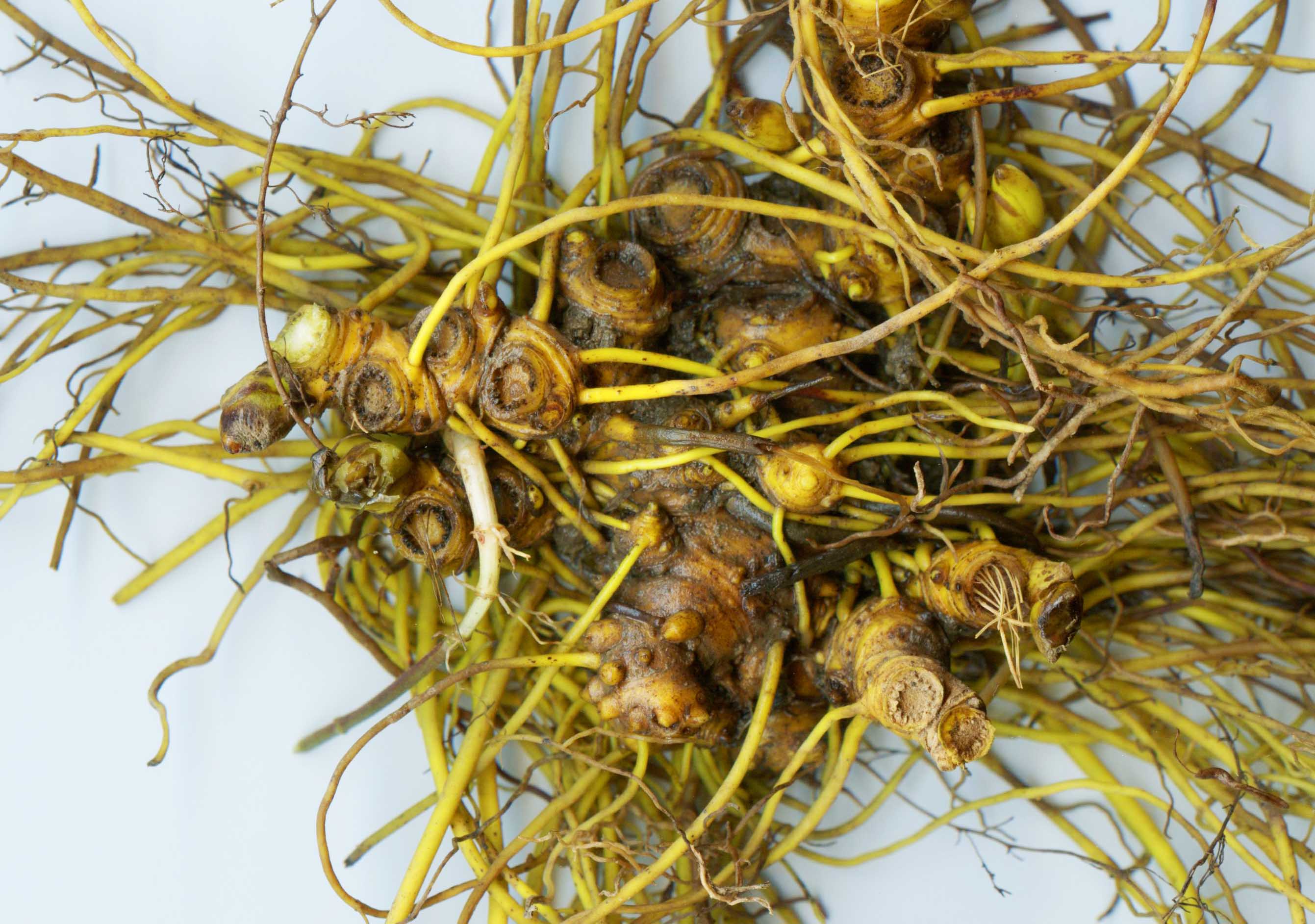 Goldenseal Root