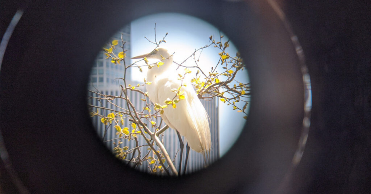 Bird through binoculars