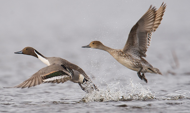 dabbling ducks