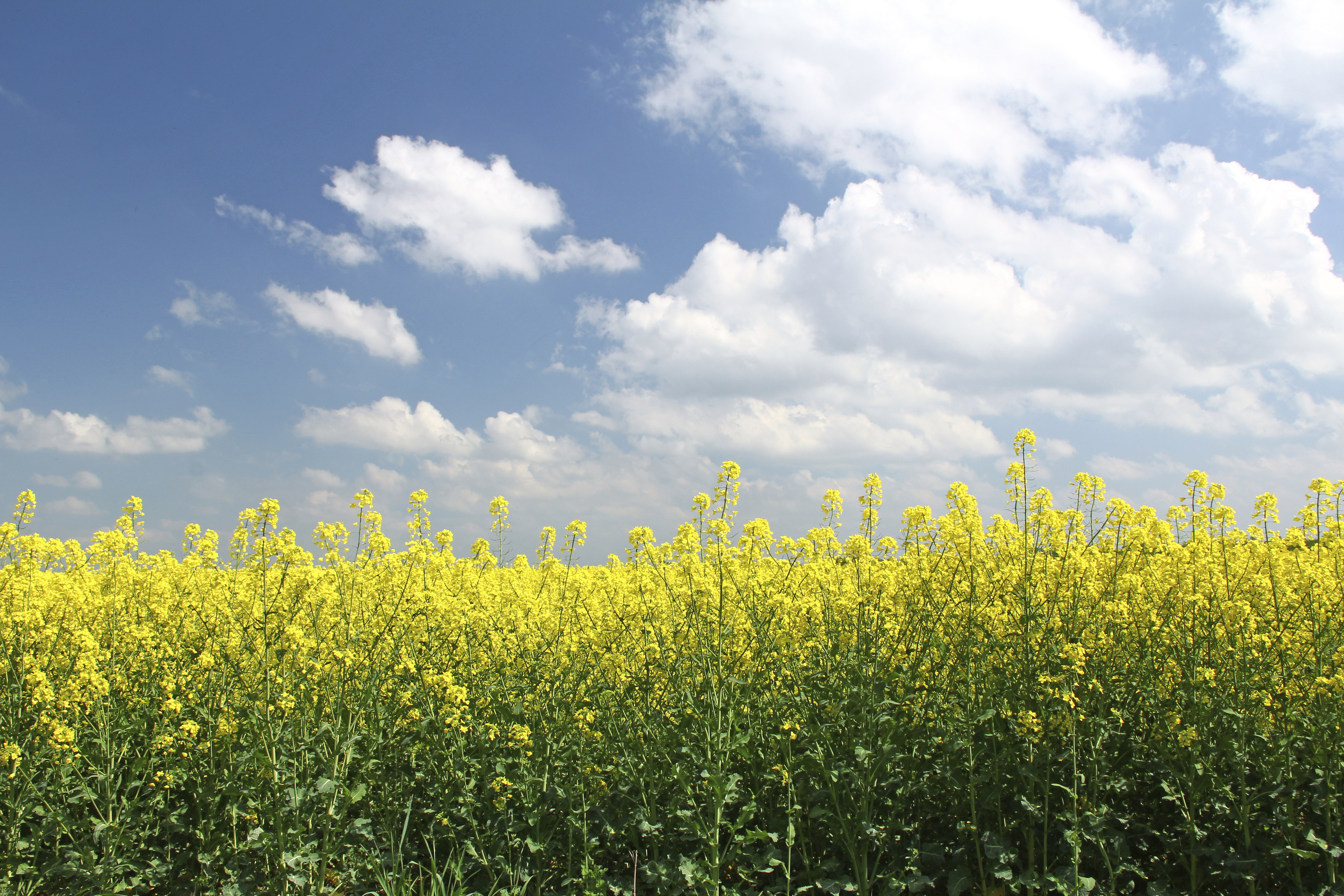 canola field