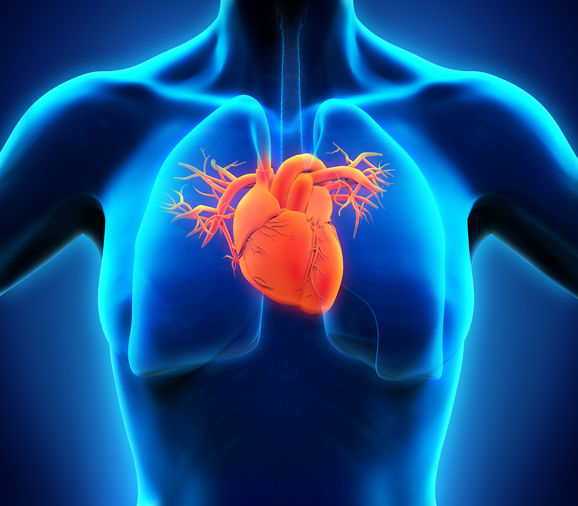 Illustration of the heart in a human torso. The heart appears red in an outlined torso against a blue background. 