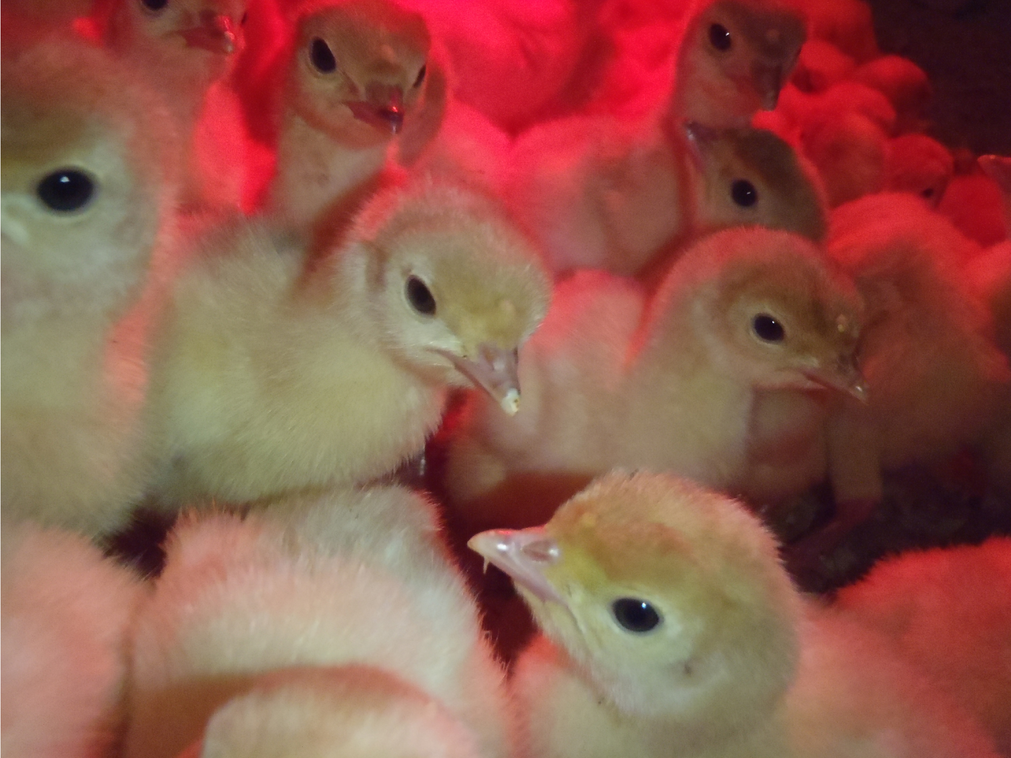 turkeys under heat lamp