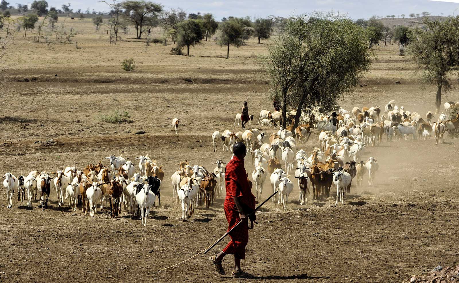 Person herding goats in Africa