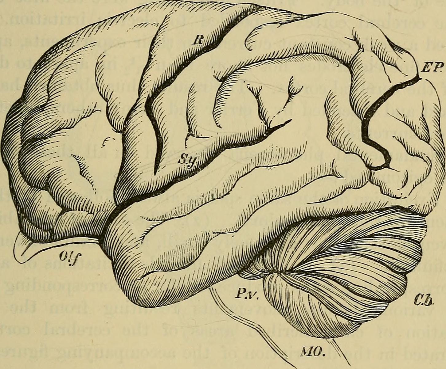 line drawing of a brain from mid 1800s