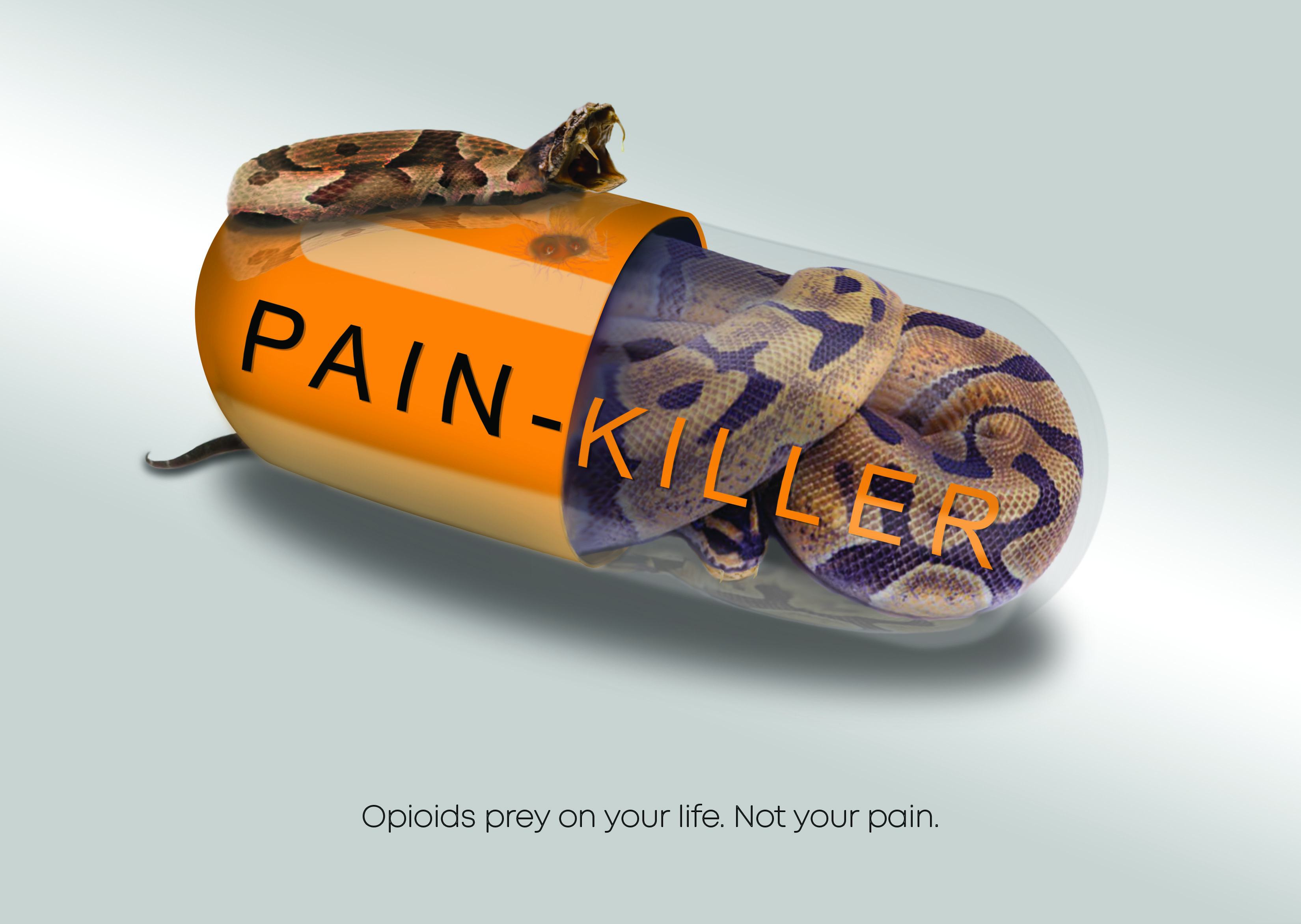 snake inside painkiller capsule ready to strike