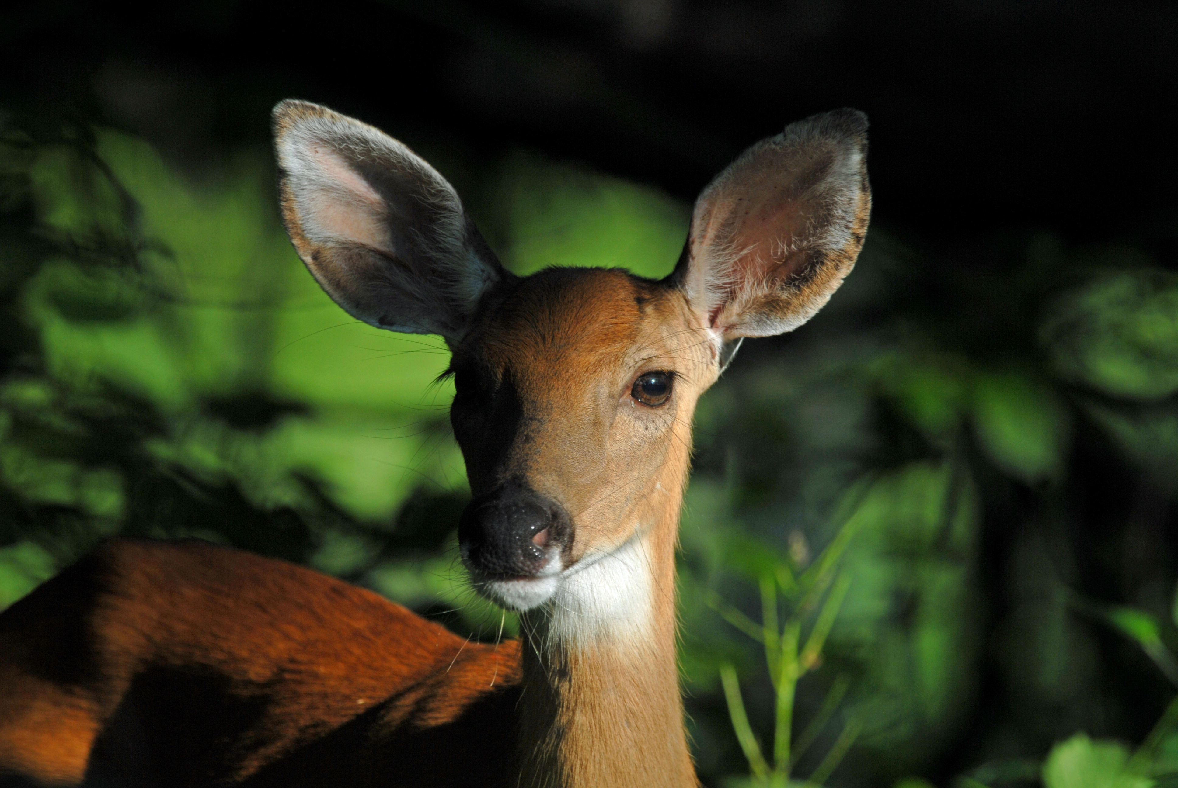 Female Deer Disperse Farther Than Males Present Disease Control Challenge Penn State University