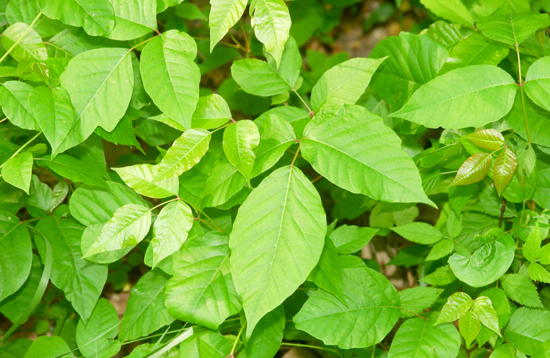 Poison Ivy photograph