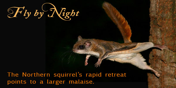 photo of flying squirrel jumping from tree trunk at night