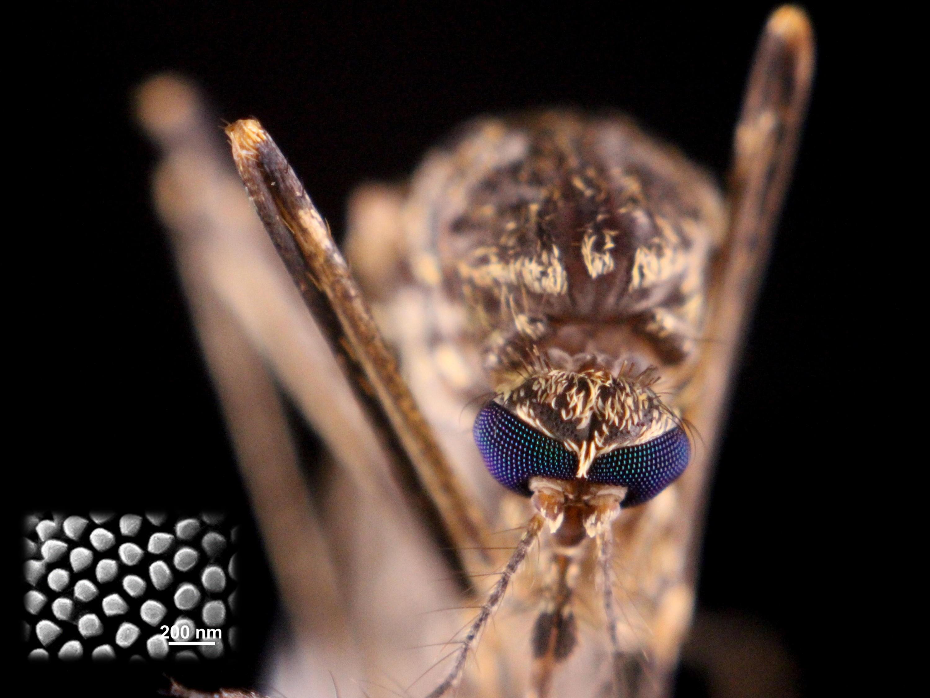 A close up of a mosquito.