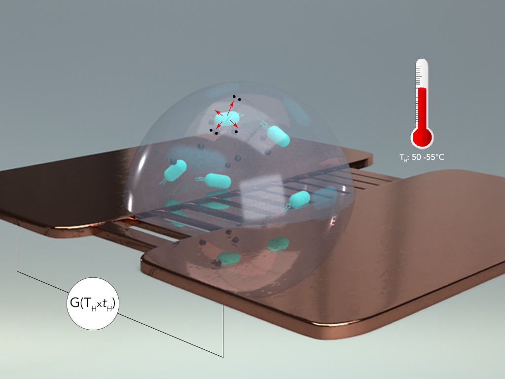 dying Salmonella schematic