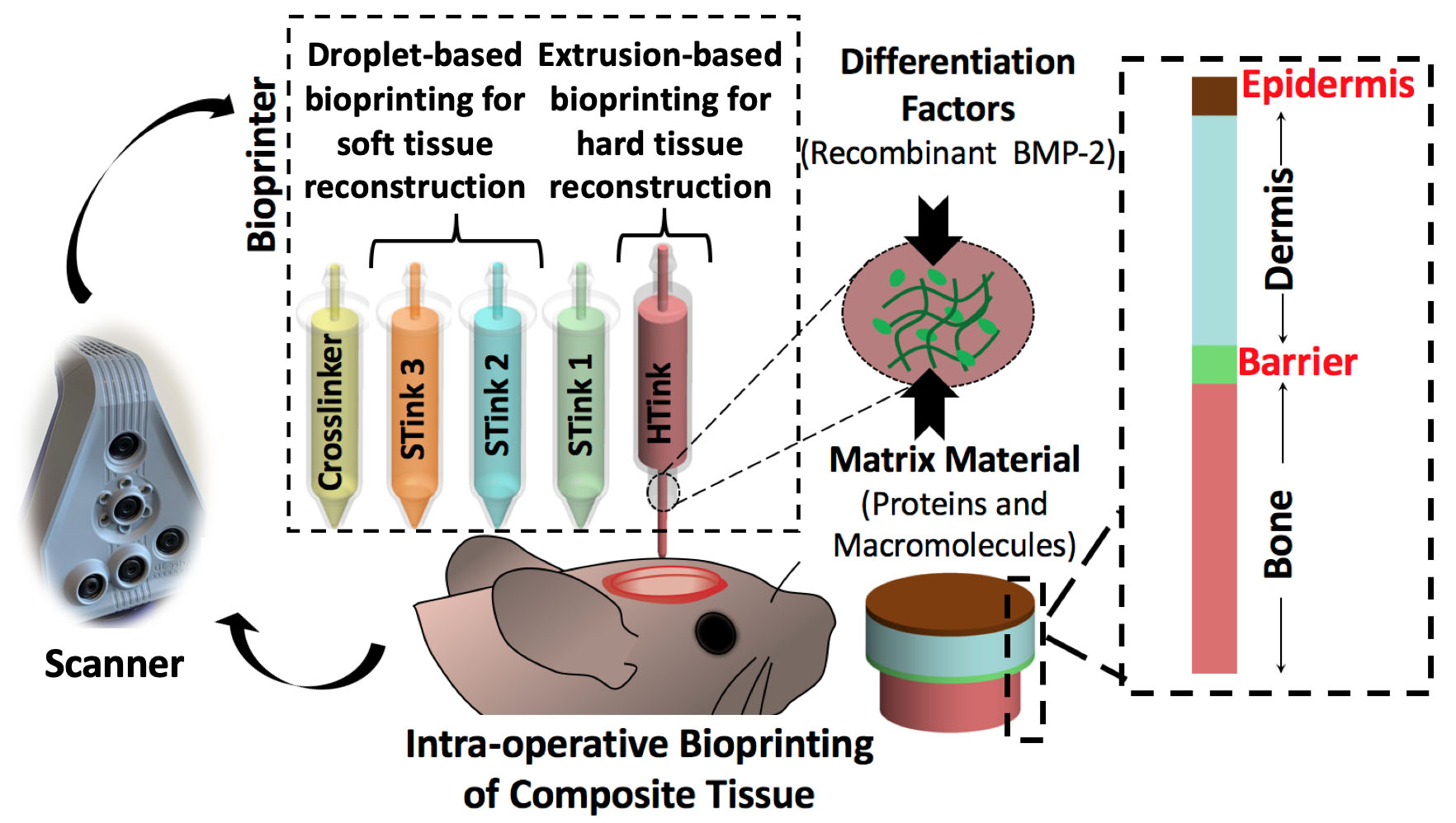 schematic showing bioprinting of skin and bone, a rat cartoon with a defect on its head is bioprinted with one bone and 4 skin inks creating bone and skin layers.