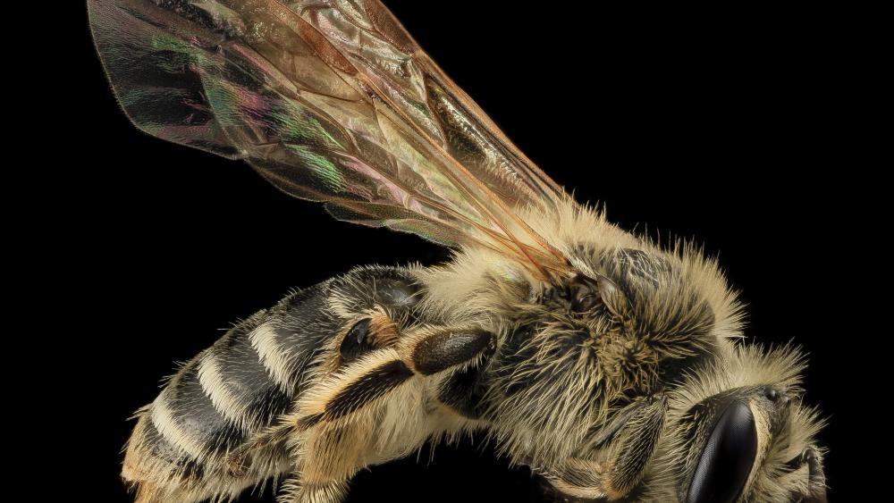 Climate Change Reduces The Abundance And Diversity Of Wild Bees, Study ...