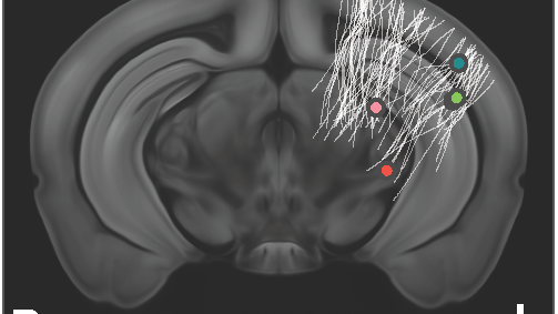 Unilateral Brain Rest Biomedical engineers find neural activity during rest is highly ...