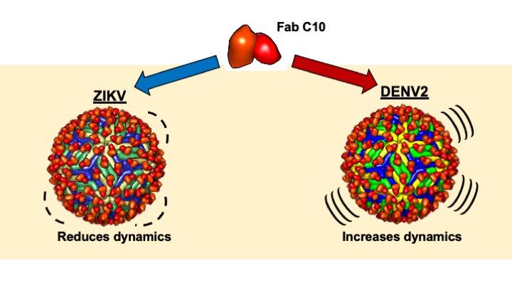 Distortion: Researchers discover new strategy for antibodies to disable viruses - Penn State News